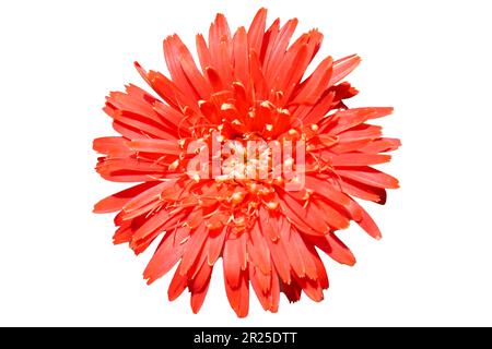 Chrysanthemmenblüte auf weißem Hintergrund isoliert Stockfoto