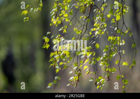 Zweig eines Birkenbaums (Betula pendula, Silberbirke, warzige Birke, europäische weiße Birke) mit grünen Blättern und Katzen. Selektiver Fokus. Stockfoto