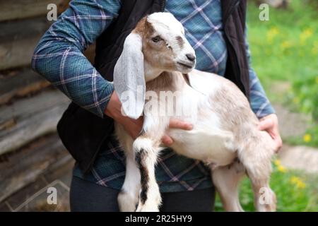 Die anglonubische Rasse ist eine britische Hausziege. Kleiner nubischer Langohr-Ziegenbaby Kid liegt in den Händen des Bauern. Rustikaler Holzhintergrund im Vintage-Stil. F Stockfoto