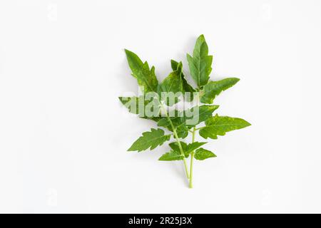 Blattfleck-Symptom. Dunkle Flecken und gelbe Umgebung. Septoria der Tomaten. Tomate mit Septoria lycopersici-Pilz. Pulveriger Schimmel. Bruder Stockfoto