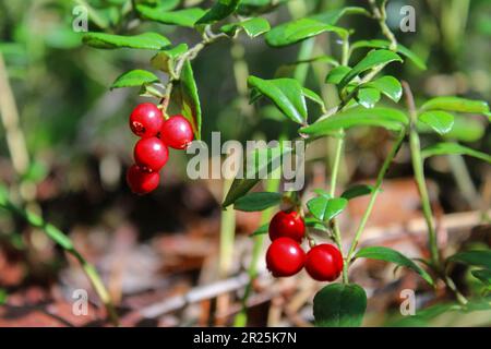 Reife Beeren auf Preiselbeersträuchern im Wald Stockfoto