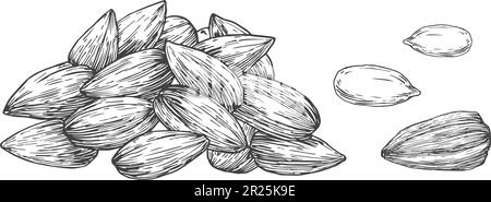 Sonnenblumenkerne. Handgezeichnete Skizze - Vektordarstellung Für Seeds. Natürliches, Veganisches Fruchtfutter, Isoliert Stock Vektor