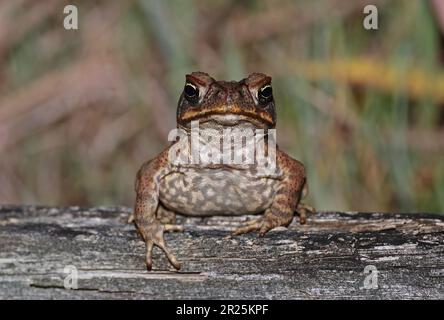 Cane Toad (Bufo marinus), Erwachsener auf gefallenem Baumstamm bei Nacht, Südosten von Queensland, Australien. März Stockfoto