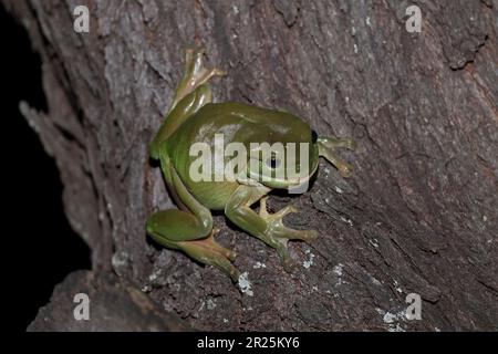 Grüner Baumfrosch (Litoria caerulea), nachts auf einem Baum im Südosten von Queensland, Australien. März Stockfoto