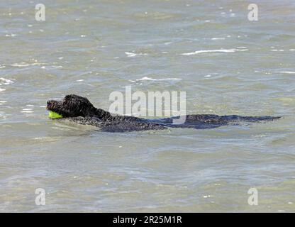 Hund schwingt im Meer mit Ball im Mund Southport, Queensland, Australien. März Stockfoto