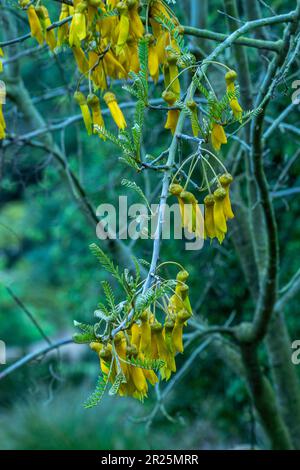 Nahaufnahme des natürlichen Blütenporträts von Sophora tetraptera Stockfoto