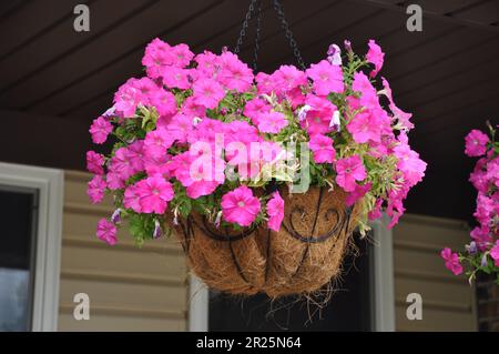 Wunderschöne pinke Petunien, die in einem Korb auf einer Veranda hängen Stockfoto