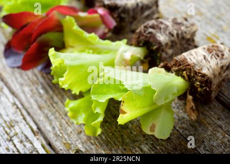Kleiner Salat auf einem Holztisch Stockfoto
