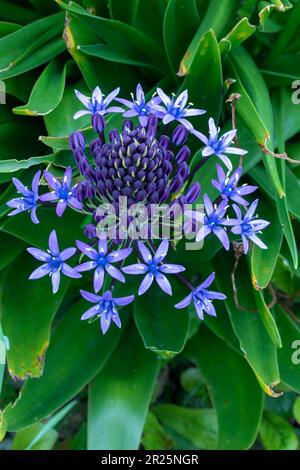 Natürliches blühendes Pflanzenporträt von Scilla peruviana, portugiesischer Squill, kubanische Lilie, Hyazinthen von Peru, peruanischer Jakinth. Stockfoto