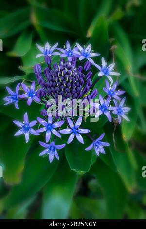 Natürliches blühendes Pflanzenporträt von Scilla peruviana, portugiesischer Squill, kubanische Lilie, Hyazinthen von Peru, peruanischer Jakinth. Stockfoto