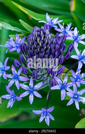 Natürliches blühendes Pflanzenporträt von Scilla peruviana, portugiesischer Squill, kubanische Lilie, Hyazinthen von Peru, peruanischer Jakinth. Stockfoto