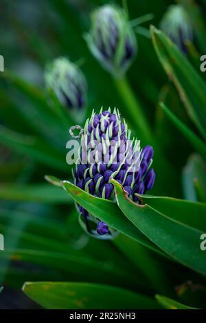 Natürliches blühendes Pflanzenporträt von Scilla peruviana, portugiesischer Squill, kubanische Lilie, Hyazinthen von Peru, peruanischer Jakinth. Stockfoto