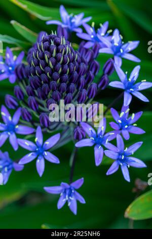 Natürliches blühendes Pflanzenporträt von Scilla peruviana, portugiesischer Squill, kubanische Lilie, Hyazinthen von Peru, peruanischer Jakinth. Stockfoto