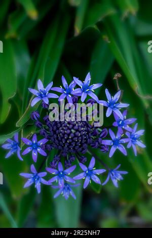 Natürliches blühendes Pflanzenporträt von Scilla peruviana, portugiesischer Squill, kubanische Lilie, Hyazinthen von Peru, peruanischer Jakinth. Stockfoto