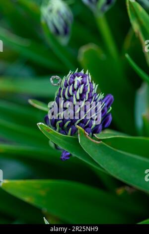 Natürliches blühendes Pflanzenporträt von Scilla peruviana, portugiesischer Squill, kubanische Lilie, Hyazinthen von Peru, peruanischer Jakinth. Stockfoto