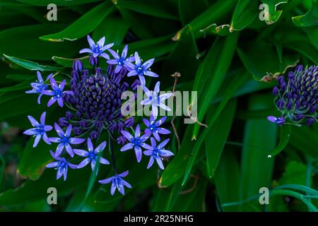 Natürliches blühendes Pflanzenporträt von Scilla peruviana, portugiesischer Squill, kubanische Lilie, Hyazinthen von Peru, peruanischer Jakinth. Stockfoto