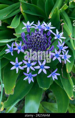 Natürliches blühendes Pflanzenporträt von Scilla peruviana, portugiesischer Squill, kubanische Lilie, Hyazinthen von Peru, peruanischer Jakinth. Stockfoto