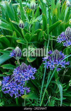 Natürliches blühendes Pflanzenporträt von Scilla peruviana, portugiesischer Squill, kubanische Lilie, Hyazinthen von Peru, peruanischer Jakinth. Stockfoto