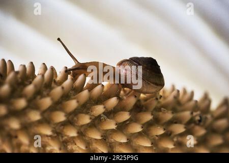 Burgundianische Tierschnecke Stockfoto