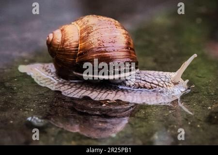 Burgundianische Tierschnecke Stockfoto