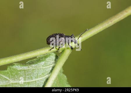 Schwarzer Weinkäfer (Otiorhynchus sulcatus) auf einem Ulmenblatt. Stamm Otiorhynchini. Subfamilie Breitnasenweevils (Entiminae). Familie Curculionidae. Stockfoto