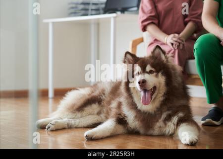 Flauschiger, gesmobter Hund, der auf dem Boden lag und die Zunge in der Tierarztpraxis hatte Stockfoto