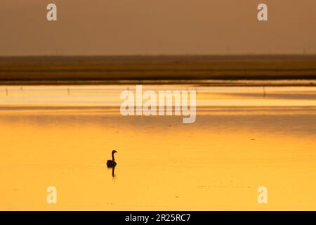 Kanadische Gans (Branta canadensis), Sonnenaufgangssilhouette, Harney County, Oregon Stockfoto