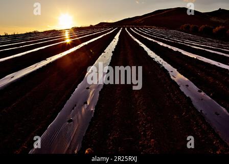 Sonnenuntergang auf dem gepflügten Feld mit Mulchfilm über die Landwirtschaft Siziliens, italien Stockfoto