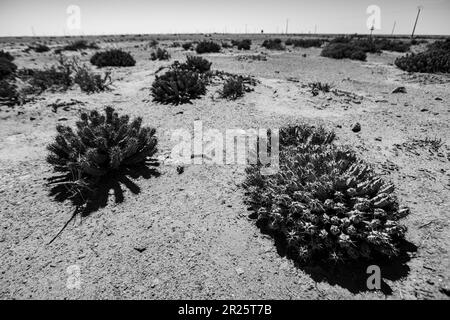 Kaktuspflanze und Windturbinen im Tarfaya-Park in Marokko in Schwarz-Weiß Stockfoto