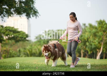 Fröhliche Asiatin, die im Stadtpark spaziert, mit einem samoyerten Hund Stockfoto