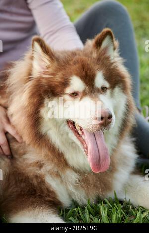 Großer flauschiger, sammeliger Hund, der auf dem Boden sitzt und die Zunge herausragte Stockfoto