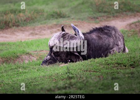 Nahaufnahme eines wilden großen afrikanischen Büffels, Cape Büffel, der in der Savanne im Serengeti-Nationalpark, Tansania, Afrika schläft Stockfoto
