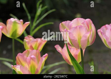 Wunderschöne grüne und rosafarbene Viridiflora-Tulpen blühen in einem Gartenbett, Seitenansicht, Nahaufnahme, selektiver Fokus Stockfoto