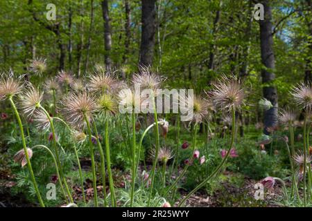 Pulsatilla slavica. Frühlingsblume im Wald. Eine wunderschöne, flauschige, lila Pflanze, die im Frühling blüht. Verschwindende Frühlingsblumen. Stockfoto