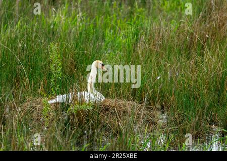 Ein Schwan auf dem Nest Stockfoto