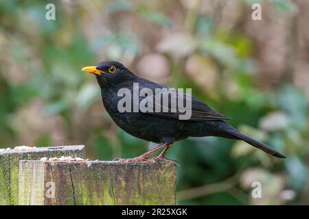 Ein männlicher gemeiner schwarzer Vogel in England Stockfoto