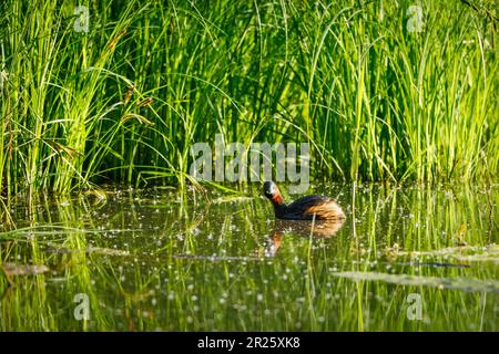 Ein kleiner Grebe in den Sümpfen Stockfoto