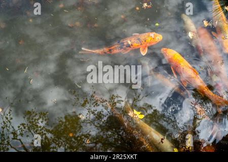 Spiegelung von Bäumen, Wolken und blauem Himmel im Koi-Teich. Stockfoto