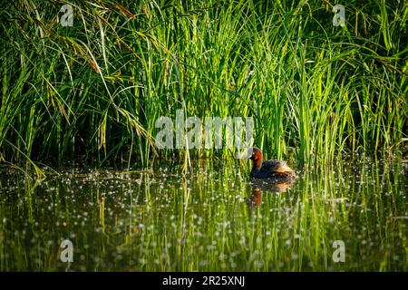 Ein kleiner Grebe in den Sümpfen Stockfoto