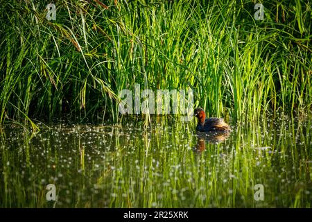 Ein kleiner Grebe in den Sümpfen Stockfoto