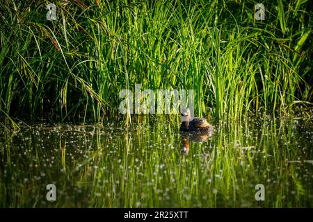 Ein kleiner Grebe in den Sümpfen Stockfoto