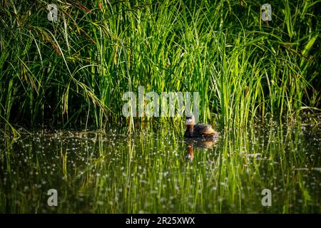 Ein kleiner Grebe in den Sümpfen Stockfoto