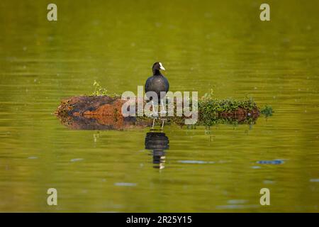 Ein Coot mit Reflexion in den Feuchtgebieten Stockfoto