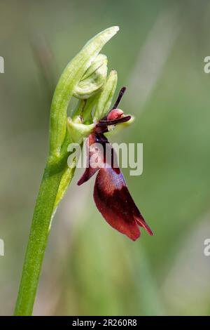 Fliegenorchidee - Ophrys Insektifera einzelne Blume Stockfoto