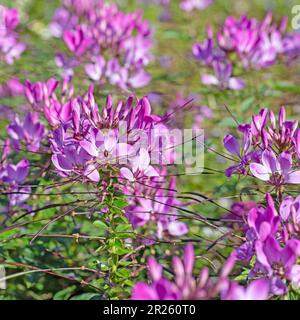 Spinnenblume, Cleome spinosa, im Garten Stockfoto