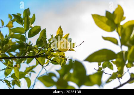 Niedriger Winkel mit frischer Zitrone und grünen Blättern auf Zitronenbaum. Stockfoto