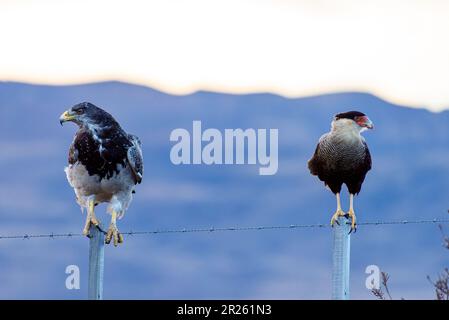 Aguila Mora, Geranoteus melanoleucus und Southern Crested Cara Cara. Er sitzt auf einem Zaunpfahl. Stockfoto