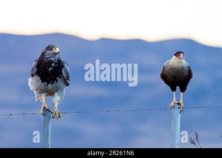 Aguila Mora, Geranoteus melanoleucus und Southern Crested Cara Cara. Er sitzt auf einem Zaunpfahl. Stockfoto