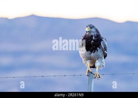 Aguila Mora, Geranoteus melanoleucus. Er sitzt auf einem Zaunpfahl. Stockfoto