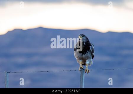 Aguila Mora, Geranoteus melanoleucus. Er sitzt auf einem Zaunpfahl. Stockfoto